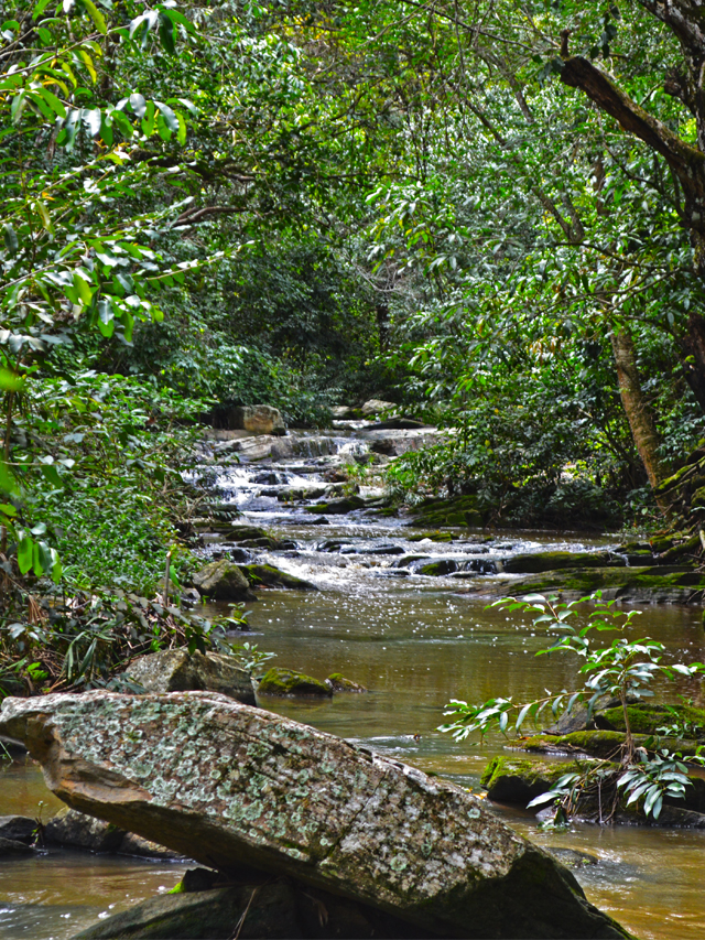 Fotografia de curso d’água correndo entre a vegetação verde. A Água corre entre pedras e desce em pequenas quedas formadas pelas pedras