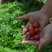 Iniciativas ampliam comercialização de alimentos agroecológicos no São Francisco