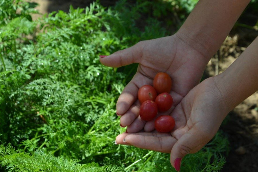 Mãos femininas com unhas pintadas de rosa seguram cinco tomates cerejas vermelhos sobre um canteiro de horta