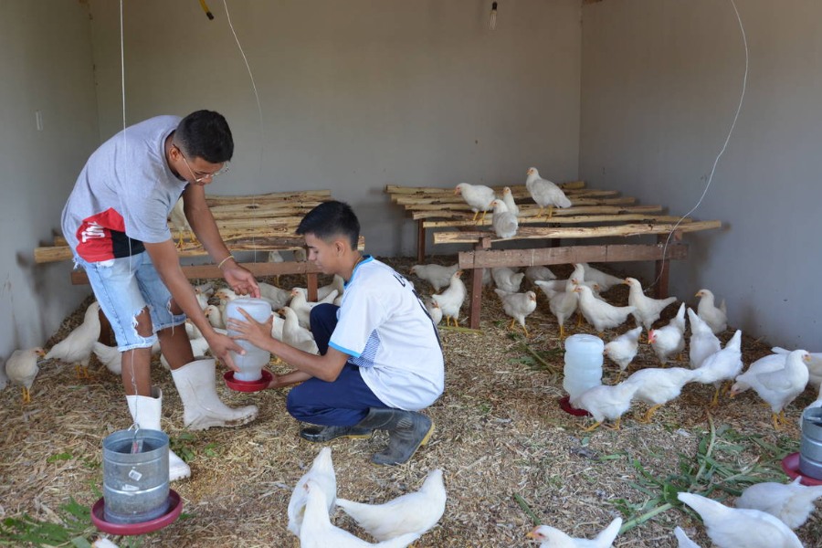 Dois estudantes manuseiam recipientes de água em um galinheiro onde há galinhas brancas sobre um chão de palha. Um dos garotos está de cócoras e usa camisa branca. O outro está de pé curvado e usa camisa cinza. Ambos usam botas de borracha