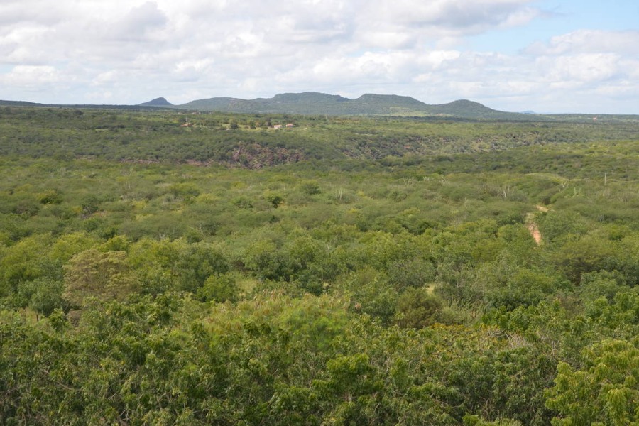 Fotografia de grande área de vegetação verde, no fundo há uma serra sob céu azul
