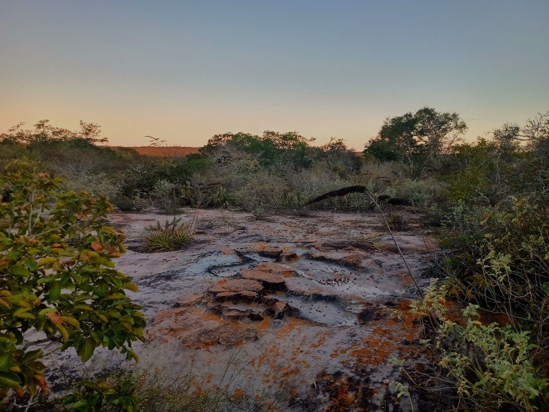 Luz alaranjada do pôr do sol sobre um chão de rochas cinza rodeado por vegetação de Caatinga
