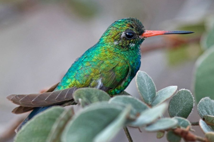 Pássaro pequeno de penas verdes cintilantes e bico vermelho pontudo pousado na vegetação