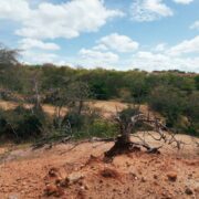 Tribunais de Contas de cinco estados nordestinos fazem auditoria sobre desertificação