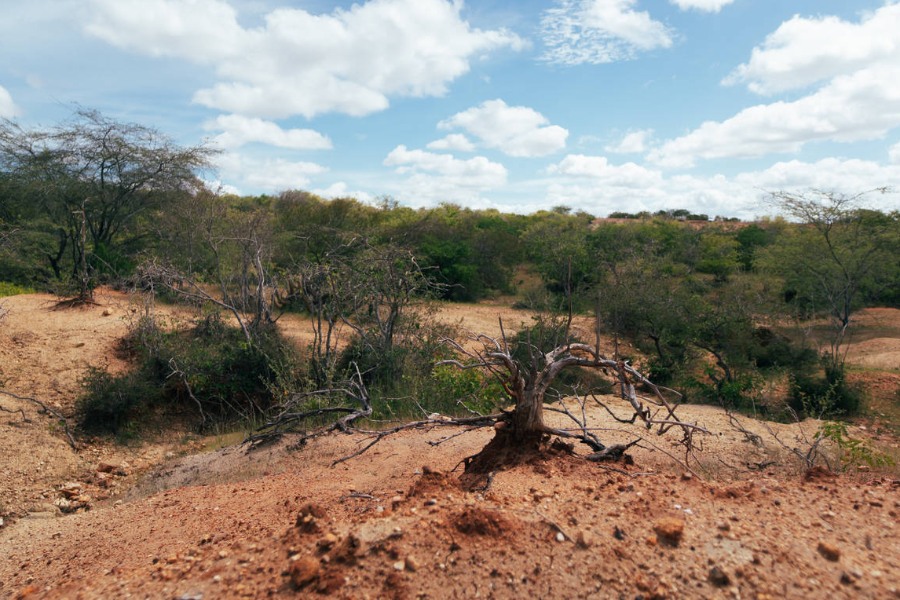 Foto de paisagem com terra avermelhada, árvore seca, retorcida e atrofiada no primeiro plano e vegetação de médio porte entre verde e seca no segundo plano, sob céu azul com nuvens brancas