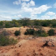 Muita semelhança entre o Egito e o nordeste brasileiro, pouco esperar da COP27