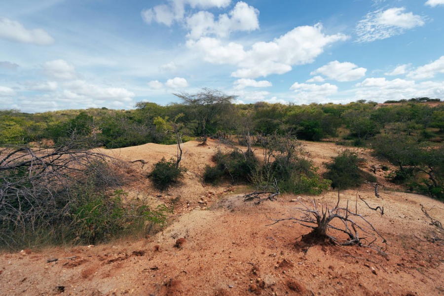 Foto de terreno com terra avermelhada em primeiro plano, com escassa vegetação ressecada no primeiro plano e mais vegetação ao fundo, sob céu azul com nuvens brancas