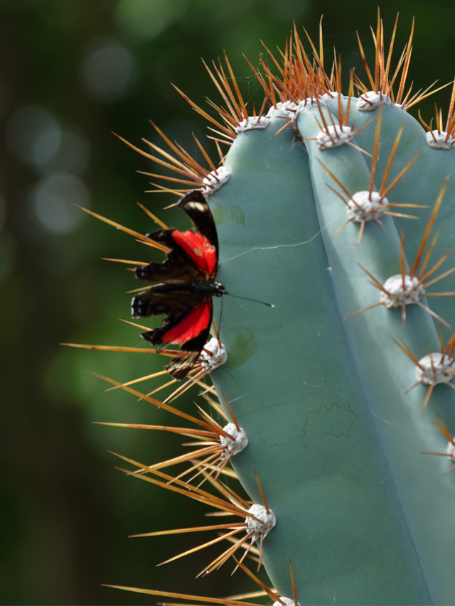 Borboleta preta com detalhes vermelhos pousada entre os espinhos amarelos de um cacto verde