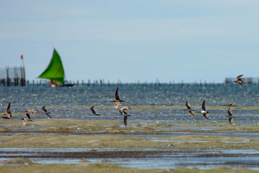 Várias aves grandes com penas brancas e pretas sobrevoando o mar. No mar há uma jangada com vela de cor verde