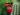 Pássaro com corpo laranja, cabeça, asas e rabo preto sobre o fruto vermelho de uma cactácea com fundo verde desfocado