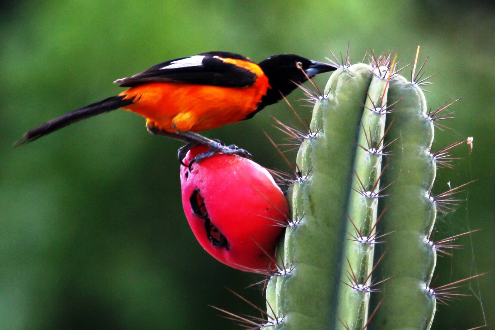 Pássaro com corpo laranja, cabeça, asas e rabo preto sobre o fruto vermelho de uma cactácea com fundo verde desfocado