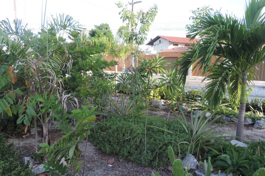 Plantas de pequeno e médio porte estão distribuídas em área de terra batida de uma praça. Ao fundo, o telhado de uma casa.