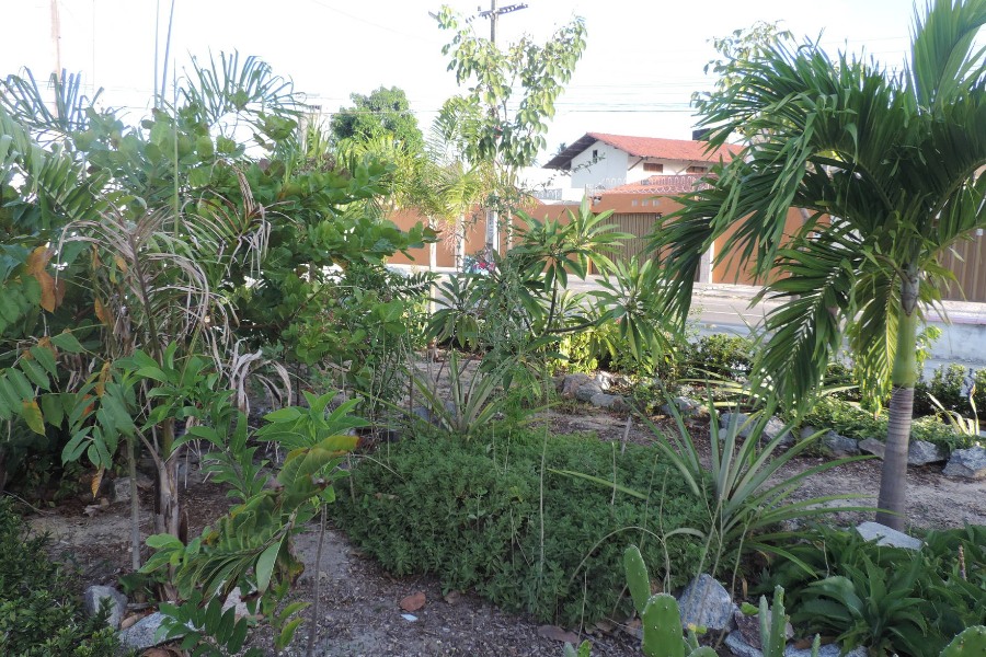 Plantas de pequeno e médio porte estão distribuídas em área de terra batida de uma praça. Ao fundo, o telhado de uma casa.