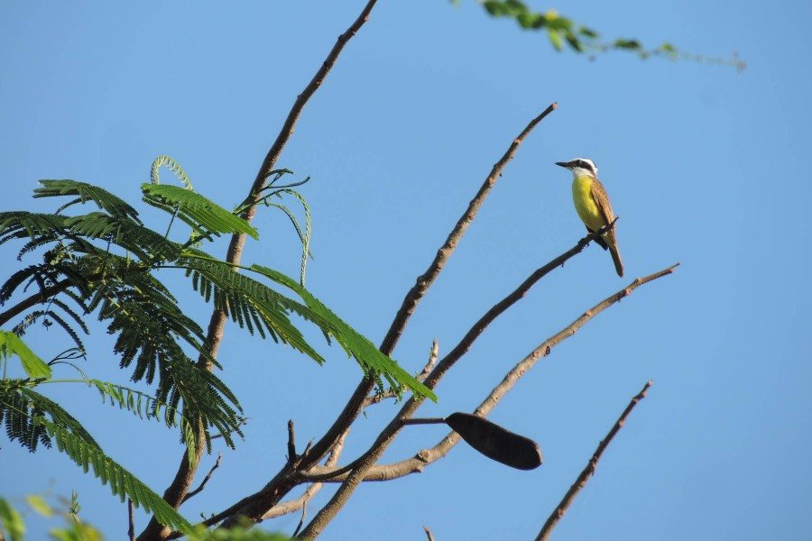 Um passarinho de plumagem amarela e cinza está pousado em um de quatro galhos finos que apontam para um céu azul sem nuvens.