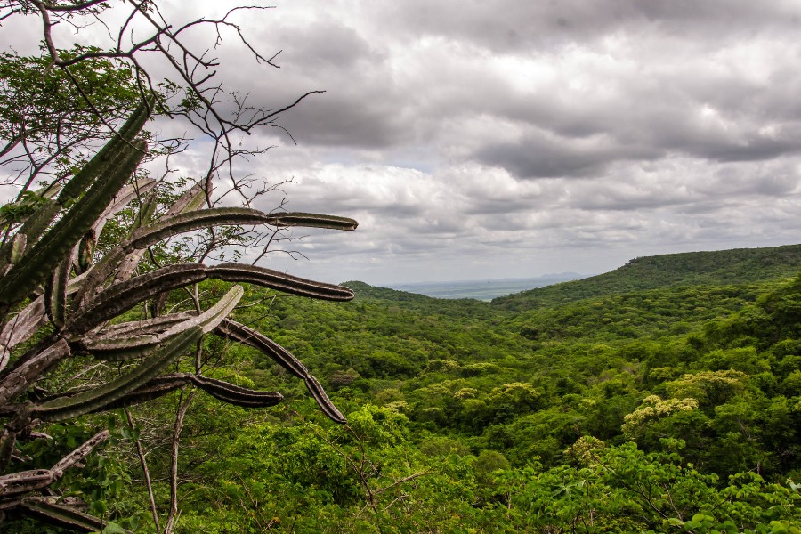 Paisagem de floresta verde fotografada do alto com galhos de mandacaru entrando na esquerda de imagem, em primeiro plano sob céu nublado