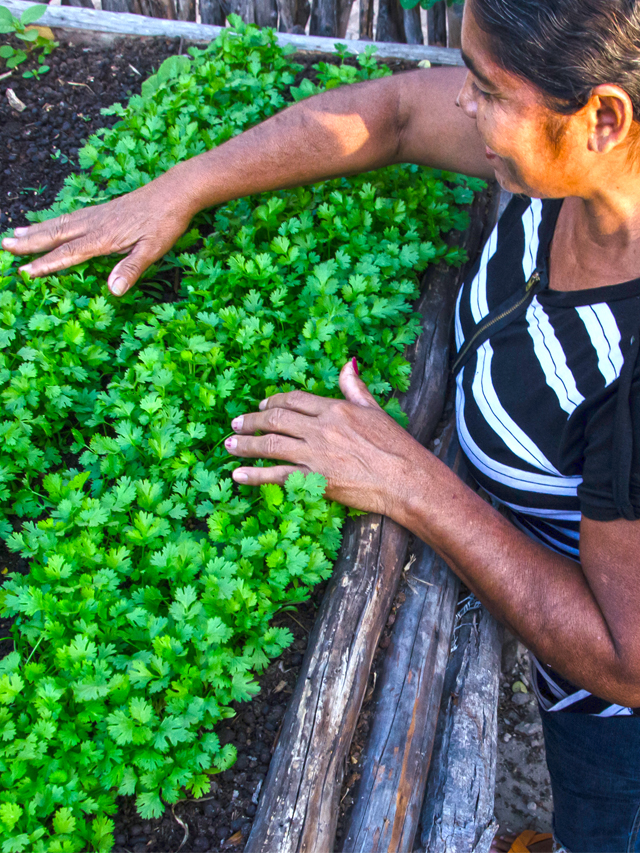 Mulher negra de cabelos negros presos usando blusa preta de listras brancas toca as hortaliças verdes de um canteiro suspenso