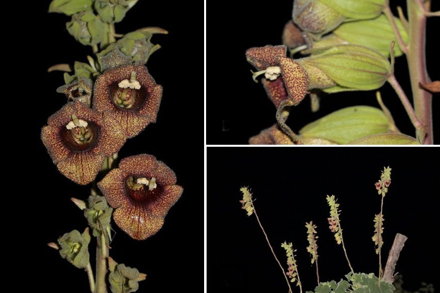 Mosaico com três imagens de uma mesma planta, com flores marrons e talos verdes, sobre um fundo preto