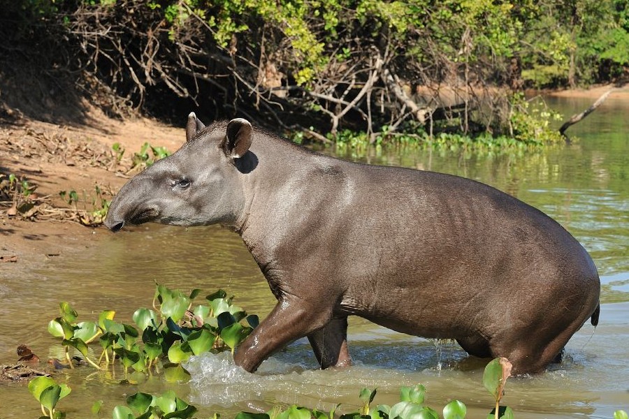 Animal grande de quatro patas, focinho alongado e orelhas curtas coberto por pelo cinza. O animal está saindo de dentro da água de um rio, rodeado por vegetação