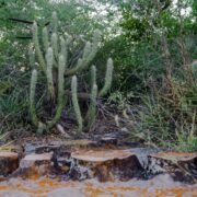 Pesquisa prevê efeitos das mudanças climáticas na Caatinga e vence prêmio