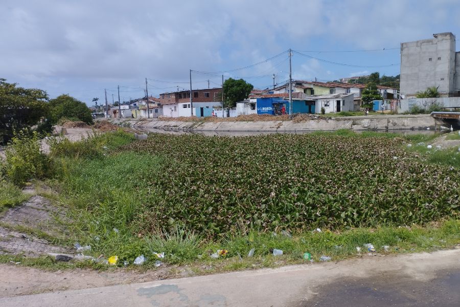 Canal tomado por vegetação aquática com casas construídas na margem direita