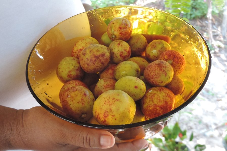 Foto de frutas amarelas com manchas vermelhas em prato âmbar segurado por mãos femininas