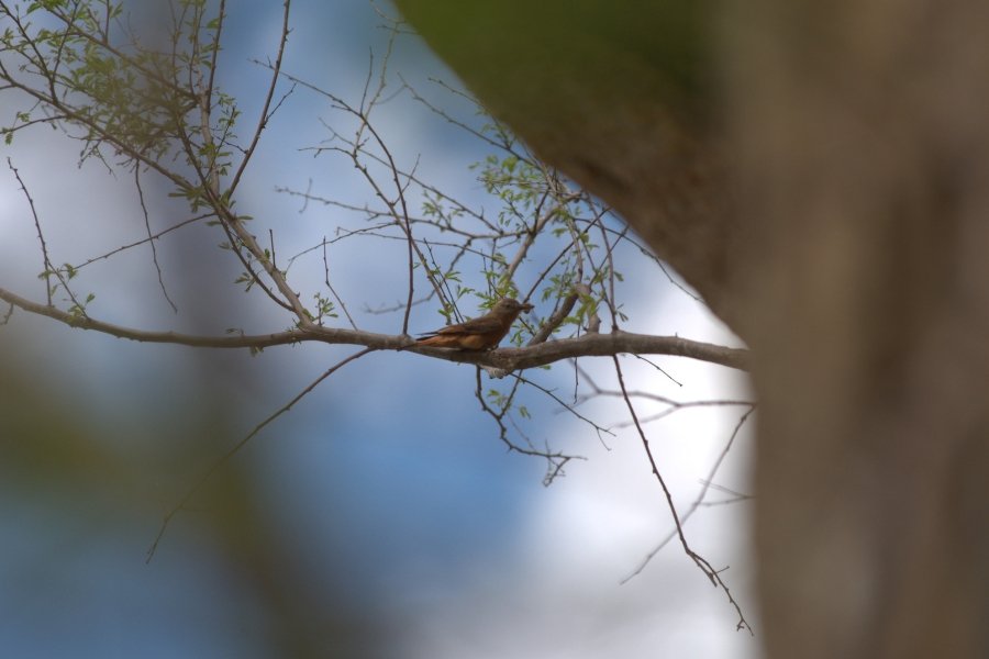 Em primeiro plano, galhos e folhas desfocados. Pássaro pequeno pousado em um galho de árvore com o céu azul ao fundo