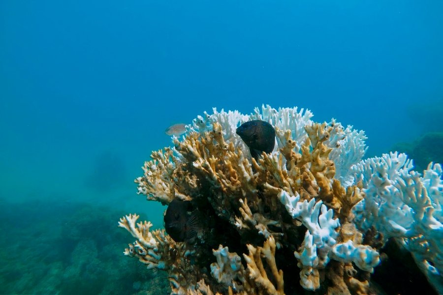 No fundo azul do mar, parte de uma colônia de corais da espécie Millepora alcicornis embranquecida. Uma outra parte preserva a cor laranja original. Dois peixes nadam dentro da colônia