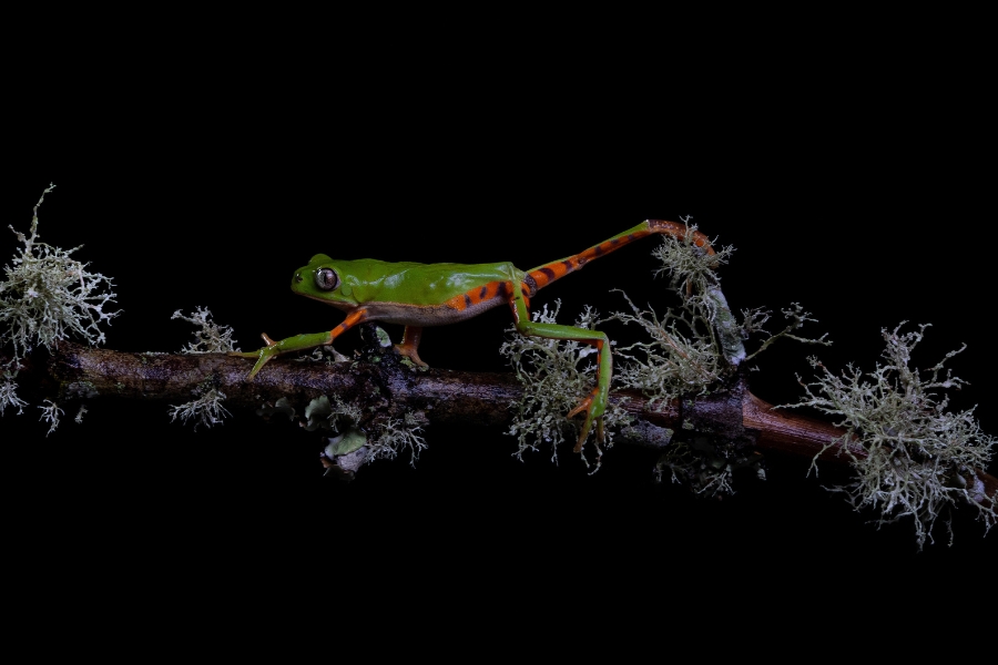 Fotografia em fundo escuro de uma rã verde com listras laranjas laterais tracejadas por coloração escura caminha se esticando em galho da direita para a esquerda