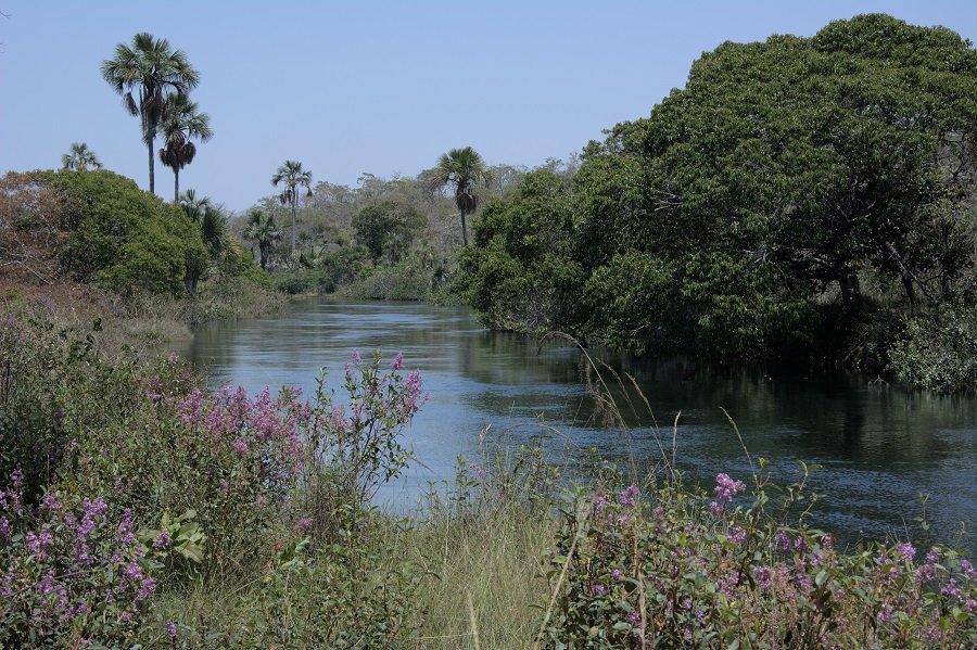 Fotografia colorida mostra um trecho de rio margeado por vegetação arbustiva de um verde intenso, algumas palmeiras e flores silvestres na cor lilás