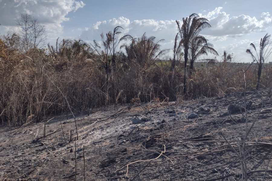 Foto colorida mostra paisagem tendo à frente solo queimado para plantio e ao fundo vegetação nativa com destaque para palmeiras sob céu azul com nuvens brancas