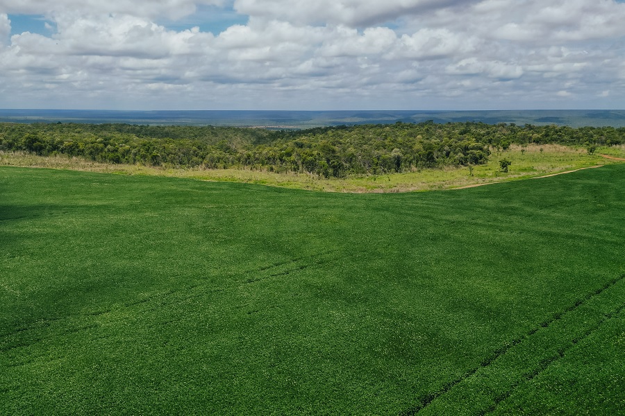 Foto aérea colorida de extensa área plantada com monocultura de soja tendo ao fundo vegetação nativa de cerrado composta por palmeiras e árvores esparsas sob um céu azul coberto de nuvens cinzas