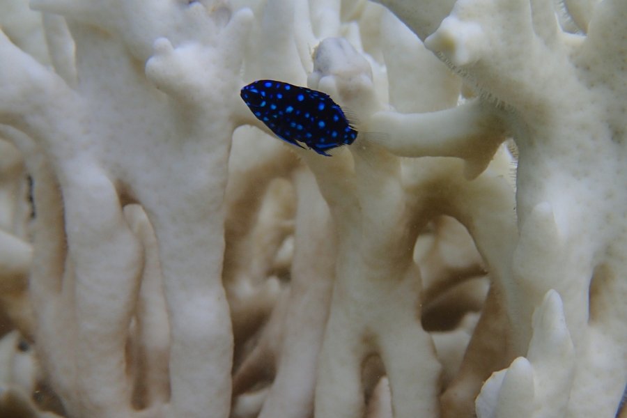 Foto de pequeno peixe azul-escuro com com pintas em um tom mais claro de azul que nada em frente a um coral completamente branqueado