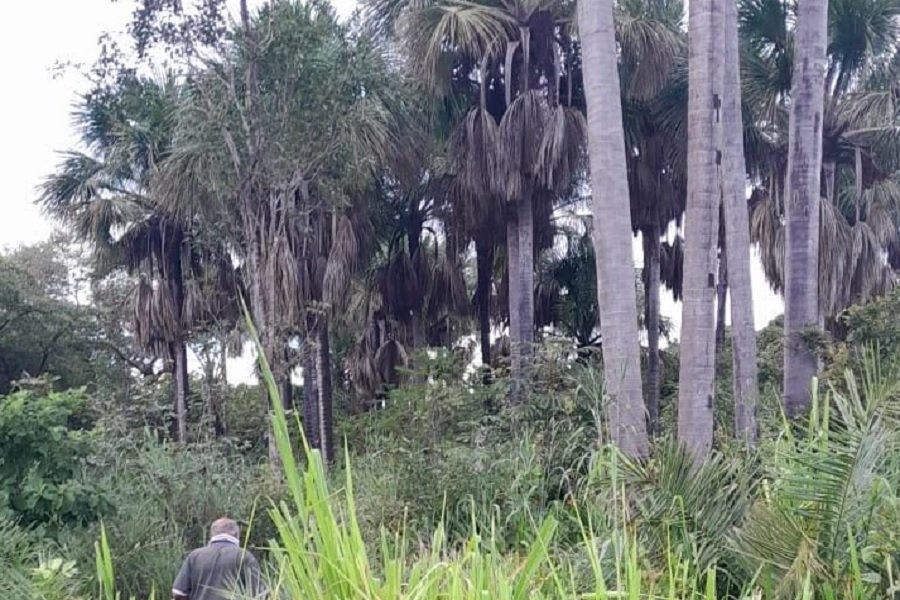 Foto colorida de palmeiras em meio à vegetação arbustiva