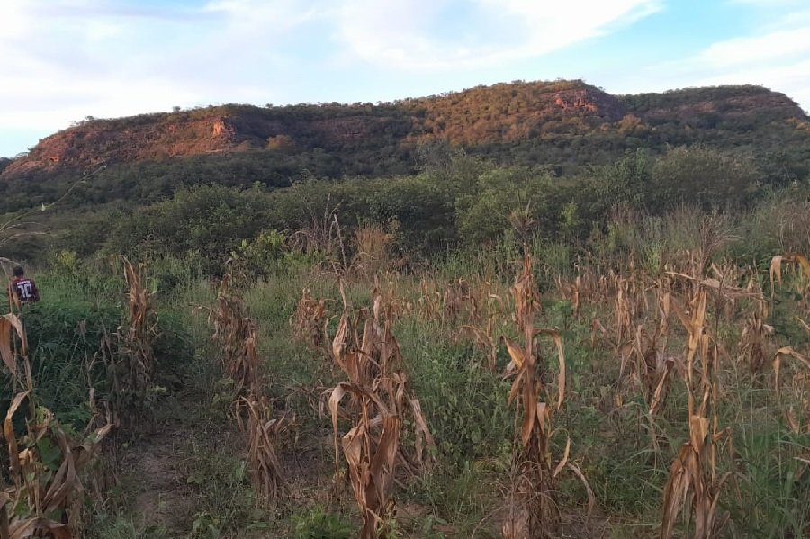 Foto colorida de plantação seca de milho ao pé de uma serra coberta de vegetação sob o céu azul