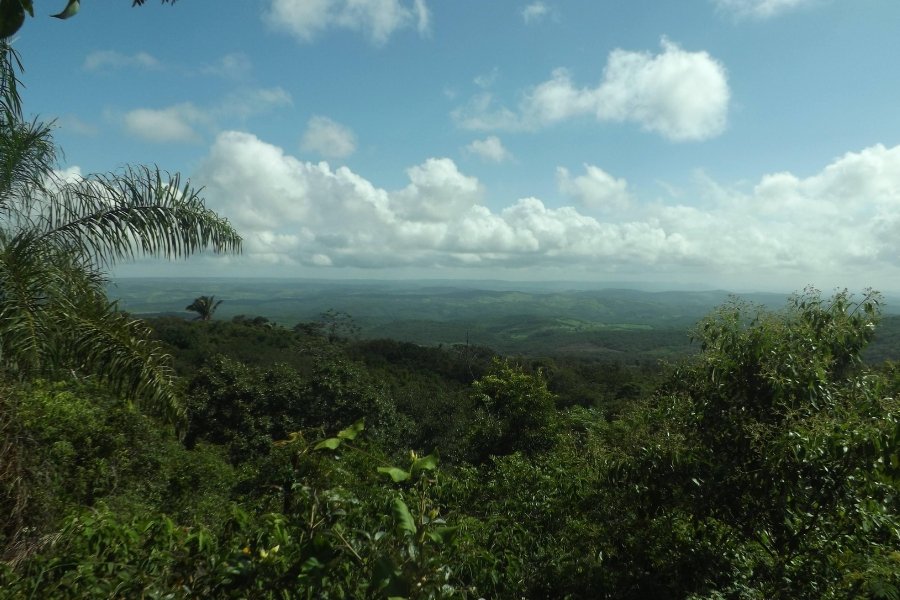 Foto de floresta vista do alto sob céu azul com nuvens brancas