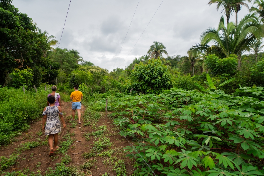 Foto colorida de três pessoas caminhando entre plantação de mandioca e floresta nativa com palmeiras e árvores