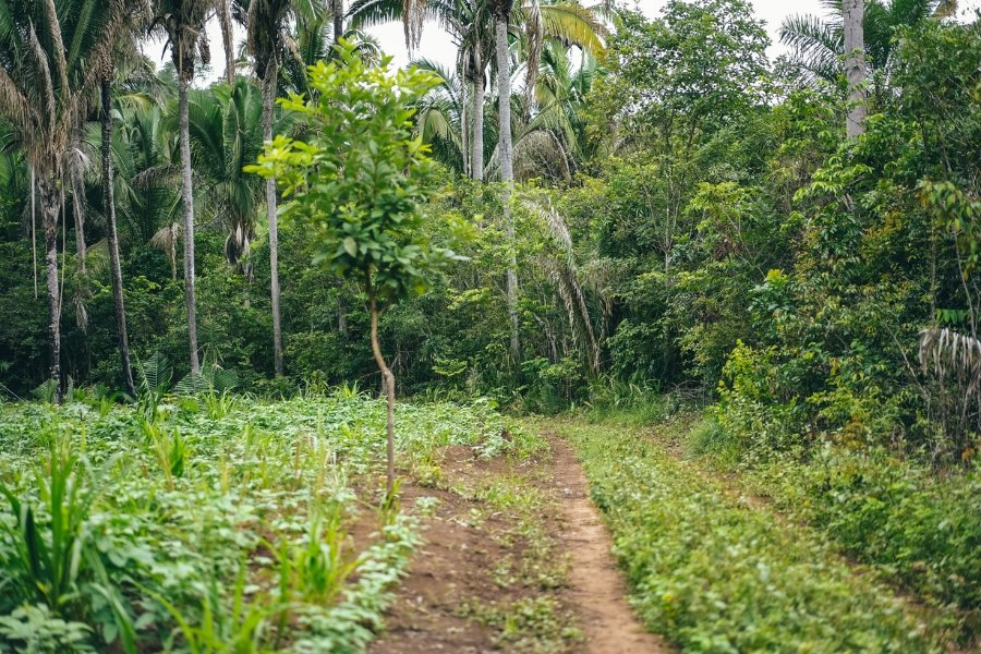 Foto colorida de caminho aberto entre plantação de alimentos e floresta nativa com árvores e palmeiras