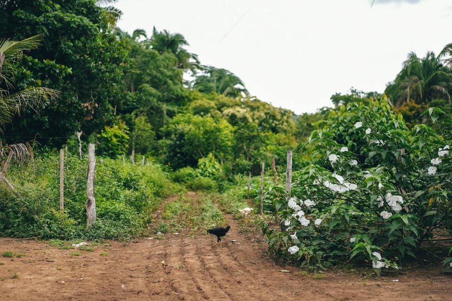 Foto colorida de galinha preta e galinha branca ciscando em caminho aberto entre plantação de alimentos e floresta nativa com árvores e palmeiras