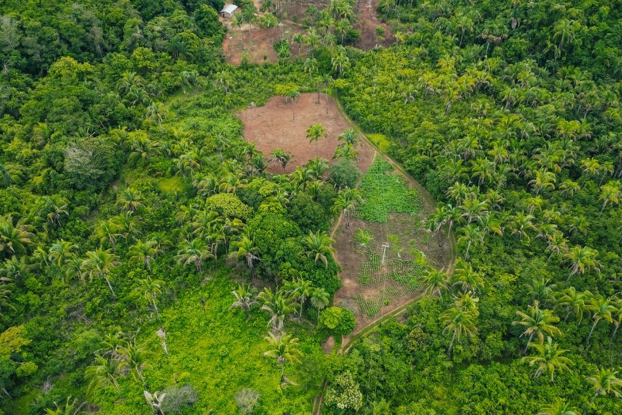 Foto aérea colorida de área de plantio cercada de floresta nativa com árvores e palmeiras