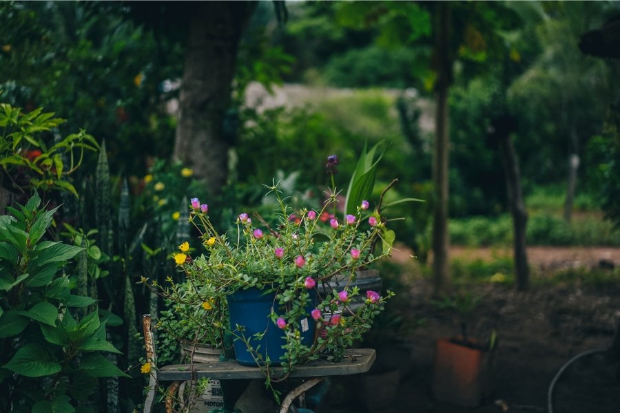Foto colorida de flores rosas e amarelas plantadas em vasos sobre bancada de madeira tendo ao fundo plantação de alimentos cercada de floresta nativa com árvores e palmeiras