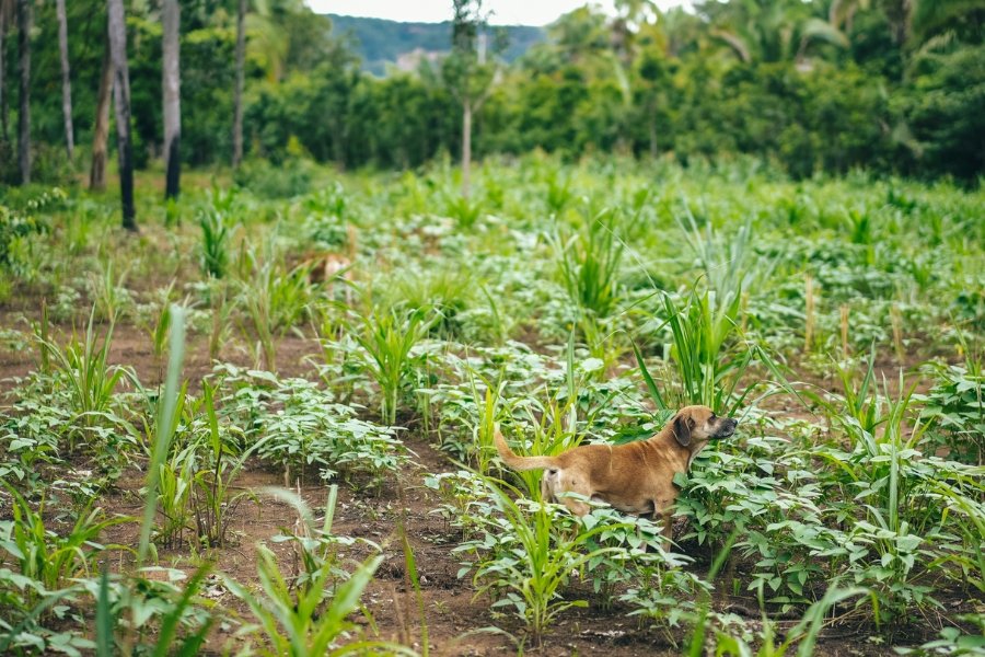 Foto colorida de cachorro se deslocando em meio a plantação de alimentos cercada de floresta nativa com árvores e palmeiras