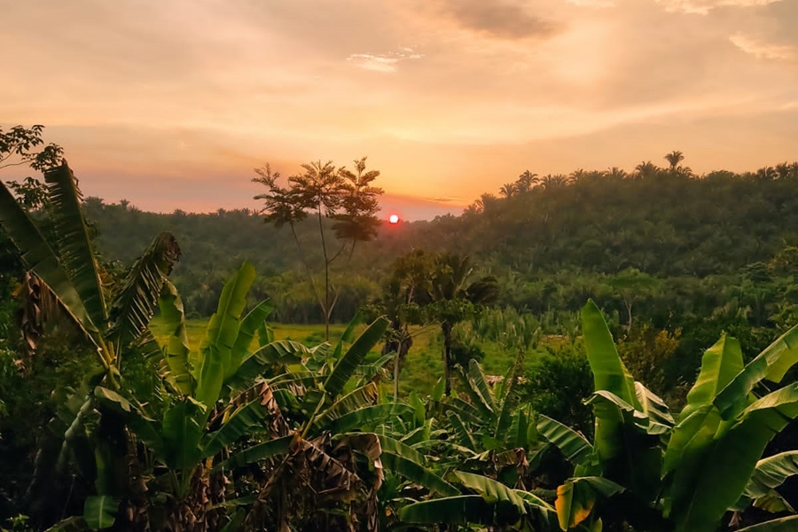 Foto colorida de por do sol em área verde tendo um bananal à frente e colinas cobertas de vegetação onde se vê o ponto luminoso no horizonte alaranjado