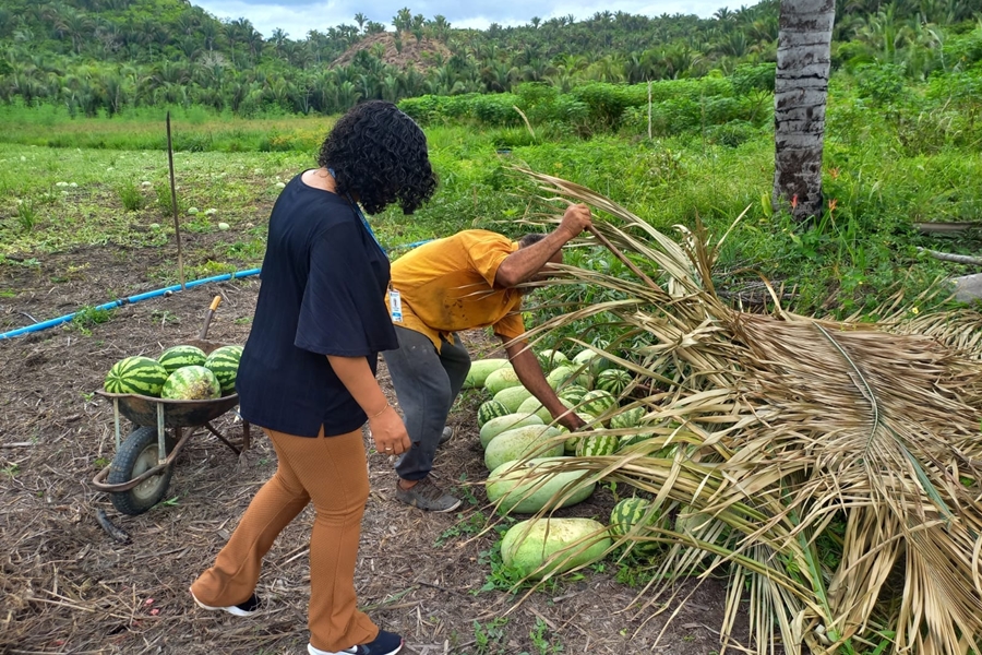 Foto colorida colheita de melancia feita por um homem negro de camisa laranja e uma mulher negra de blusa preta com a ajuda de um carrinho de mão carregado de frutas ja colhidas