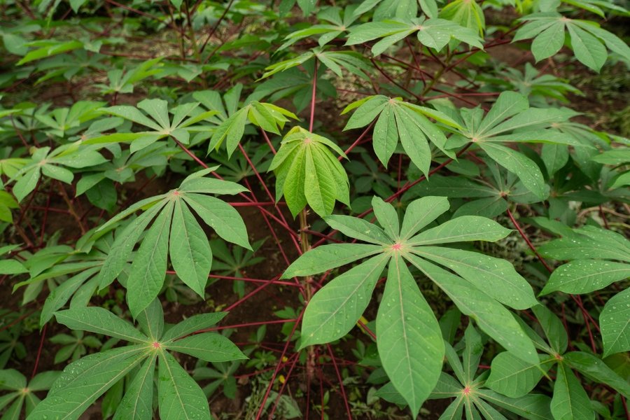 Foto colorida de plantação de mandioca com folhagem verde e ramos vermelhos