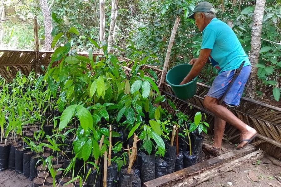 Foto colorida de viveiro de mudas onde um homem pardo vestindo camiseta e calção azuis e segura um balde de plástico verde de onde tira água com a mão para jogar nas plantas