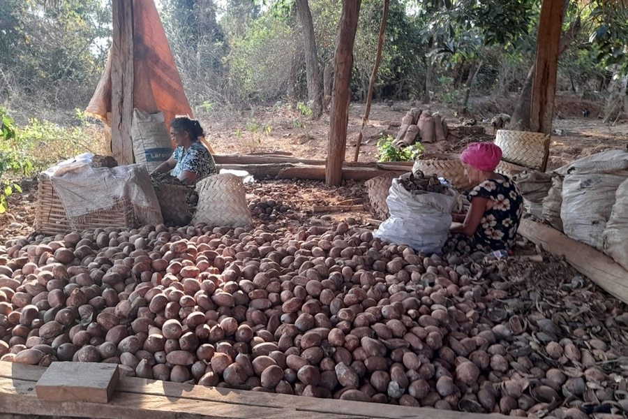 Foto colorida de área aberta cercada de árvores onde duas mulheres sentadas em meio muitos coquinhos espalhados pelo chão enchem sacos de ráfia depois de abri-los