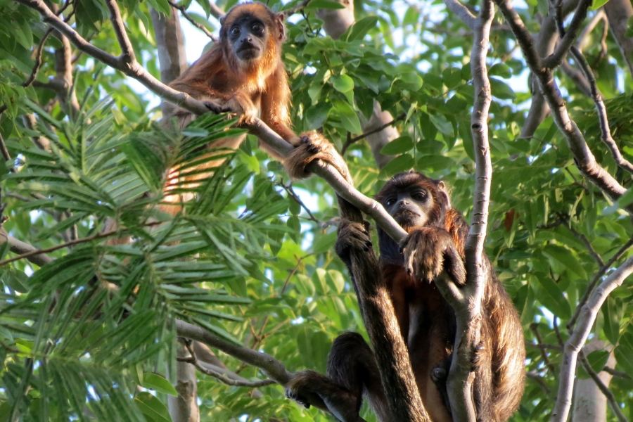 Dois macacos apoiados em finos galhos de uma árvore com verde por todos os lado. O maior está mais abaixo para o lado direito da imagem e tem um tom marrou escuro. O menor está mais acima, à esquerda, e tem uma pelagem mais avermelhada