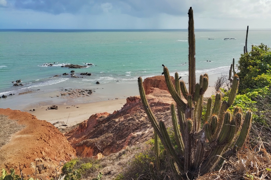 Foto de paisagem litorânea. No primeiro plano, acima de uma falésia avermelhada, um mandacaru se destaca do lado direito. Abaixo, estreita faixa de areia com algumas formações rochosas e mar verde-claro sob céu nublado