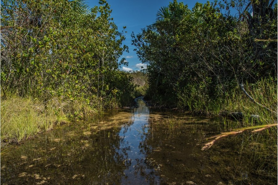 Foto colorida de riacho que reflete a vegetação das margens, de um verde intenso tendo na beirada touceiras de capim e ao final da imagem um pedaço de céu azul e algumas nuvens