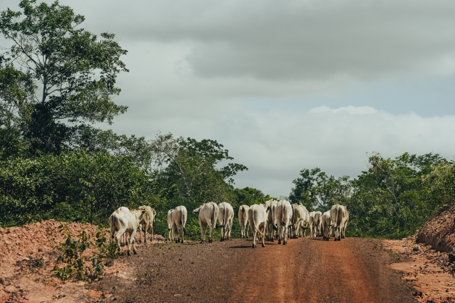 Foto colorida de rebanho de gado bovino em deslocamento em estrada de barro em meio a vegetação exuberante do Cerrado